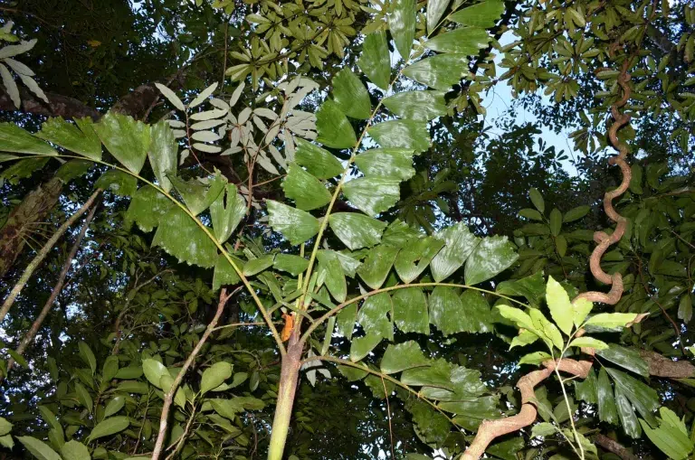 Over 190 new species discovered in 2025 reveal the planet’s hidden biodiversity and the need to protect it