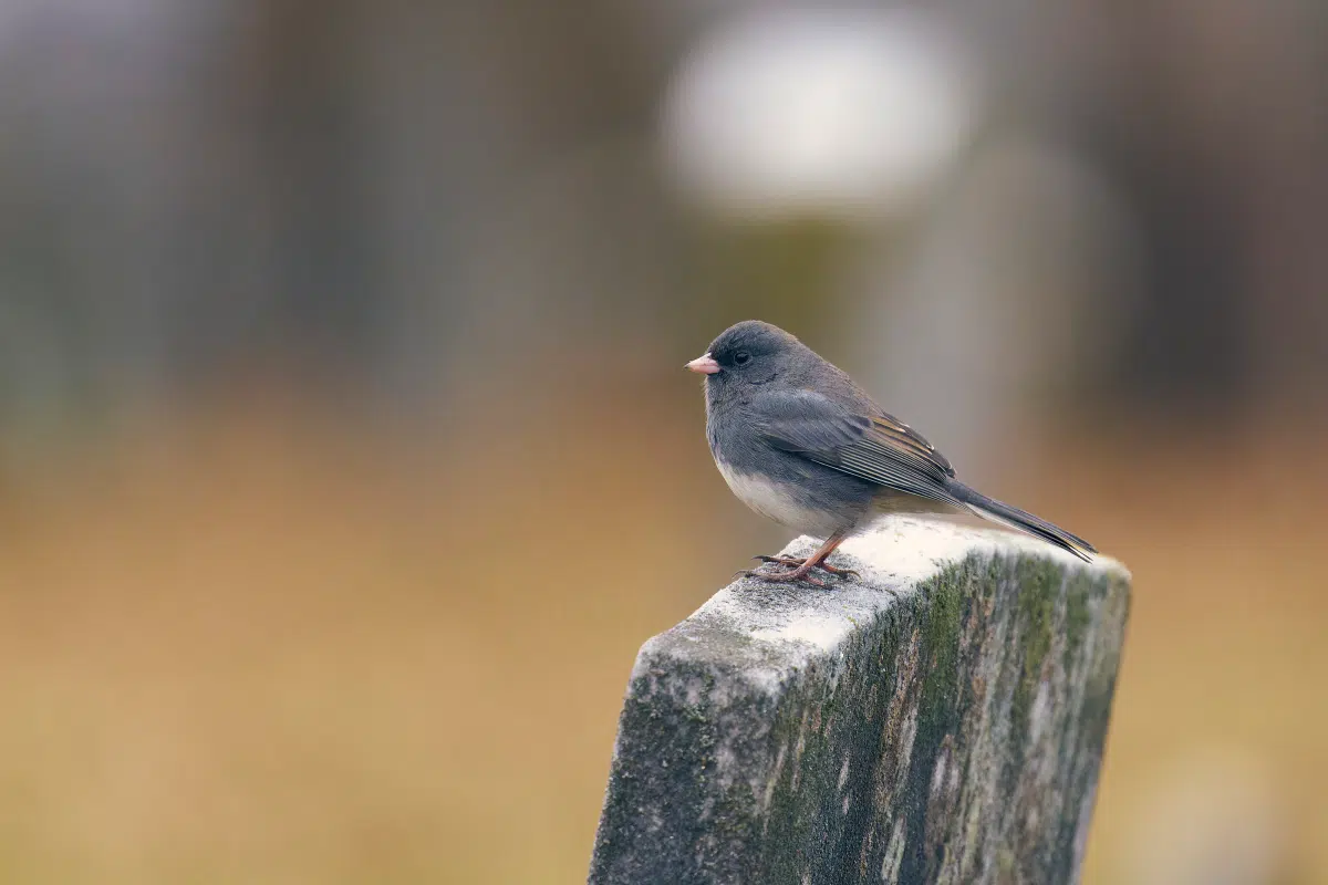 The “anthropause” and its effects: a study reveals how the Covid-19 pandemic transformed urban and wildlife fauna