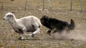 Wilde Hunde wurden zu einem Problem für die Viehzucht in Feuerland. Foto: Infobae. 