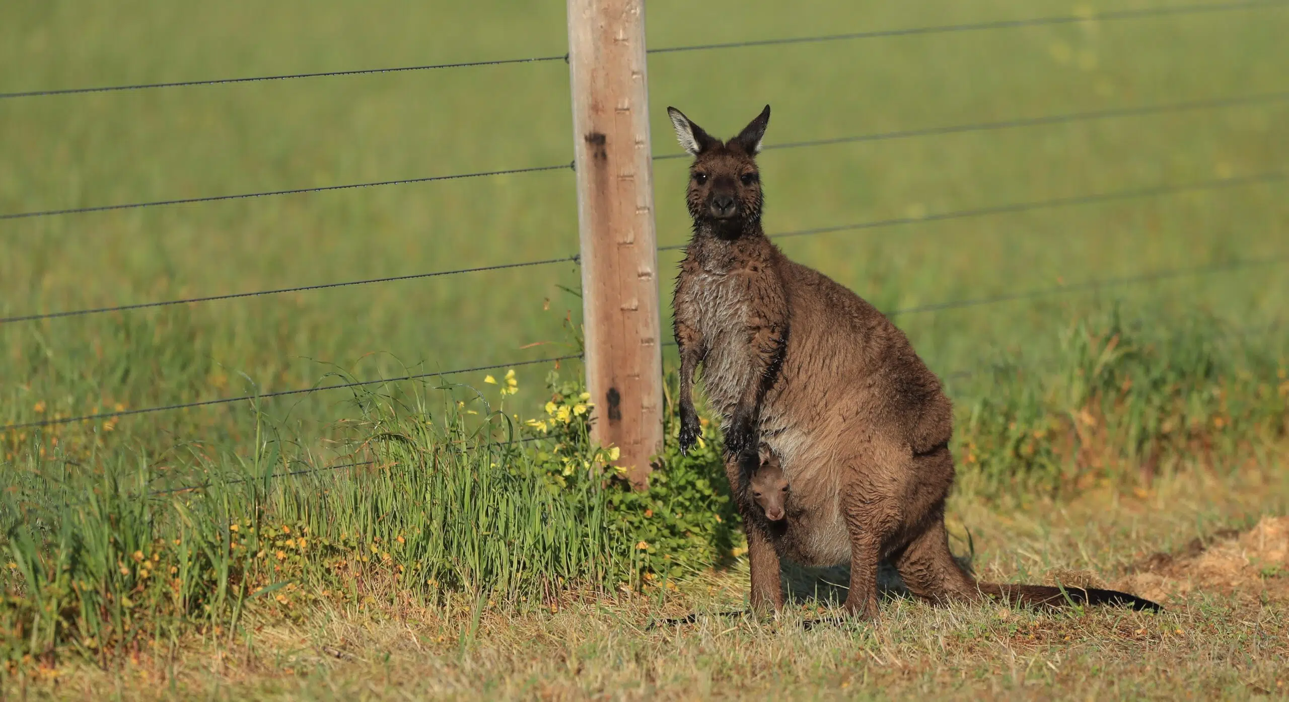 The case of Kangaroo Island and how a predator-proof fence allowed the recovery of endangered species in Australia