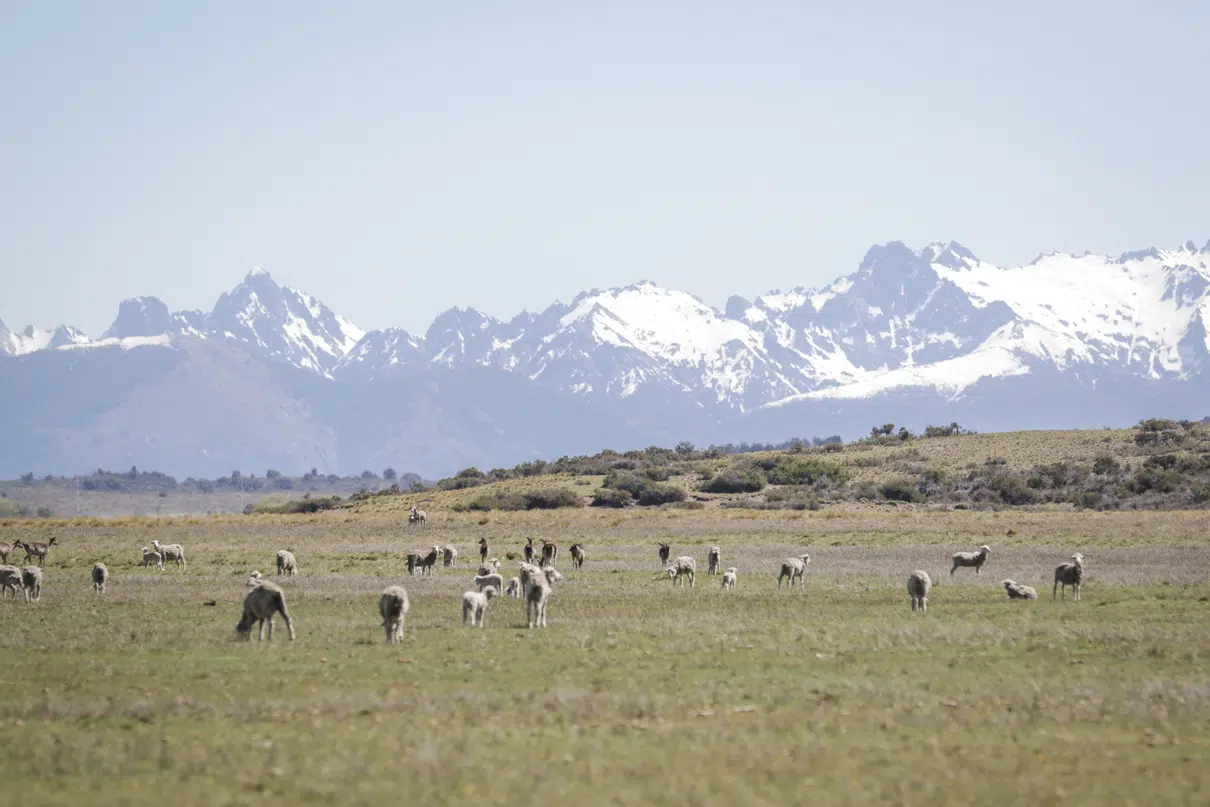 ESTEPPA: Patagonia aims to regenerate 10 million hectares and mitigate 5.5 million tons of CO₂