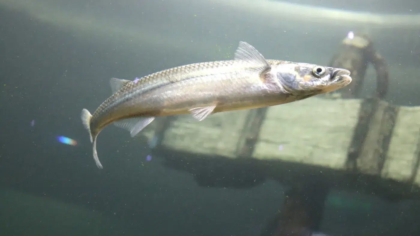 Restocking of Silversides in Buenos Aires: Science, Fishermen, and Municipalities United for Conservation