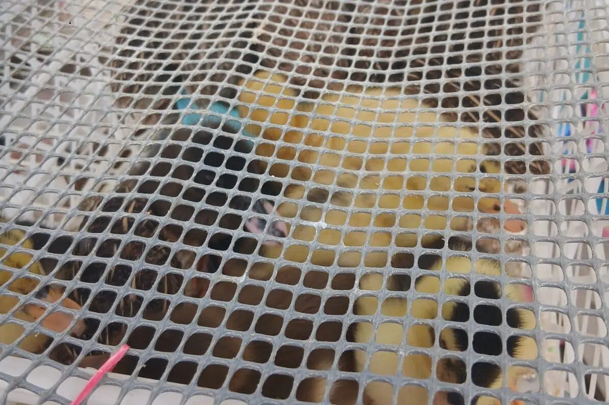 Operativo en Bogotá rescata 404 animales vendidos ilegalmente: refuerzan controles contra el tráfico de fauna