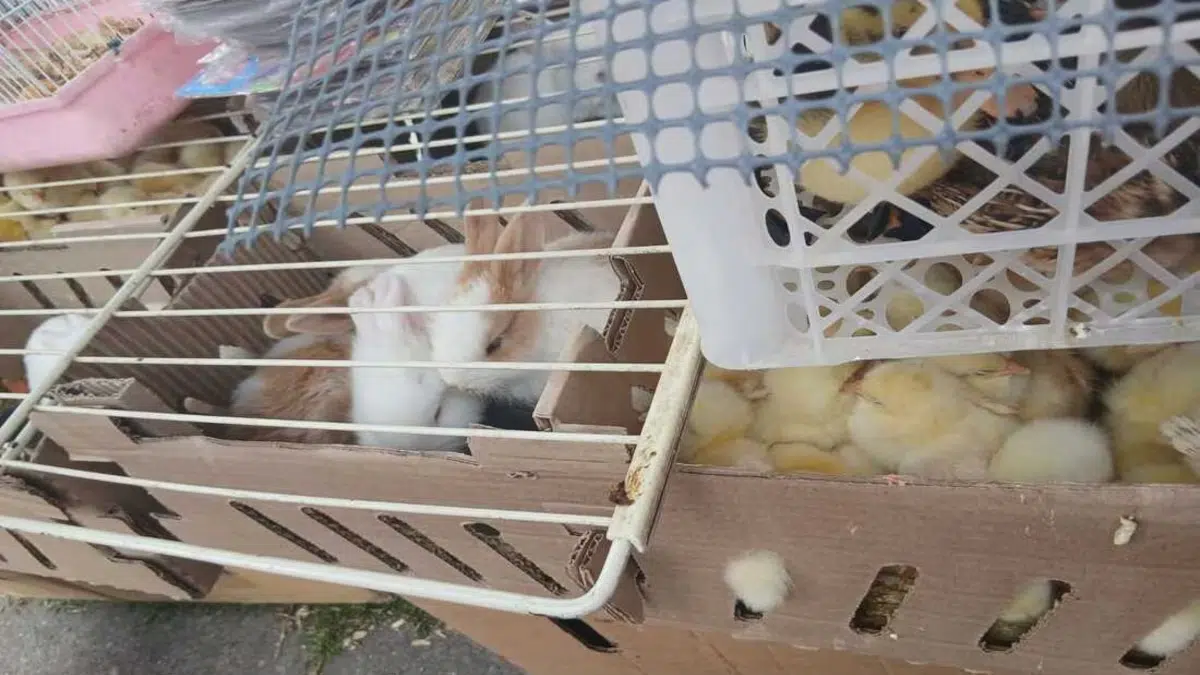 Operation in Bogotá rescues 404 animals sold illegally: controls against wildlife trafficking strengthened