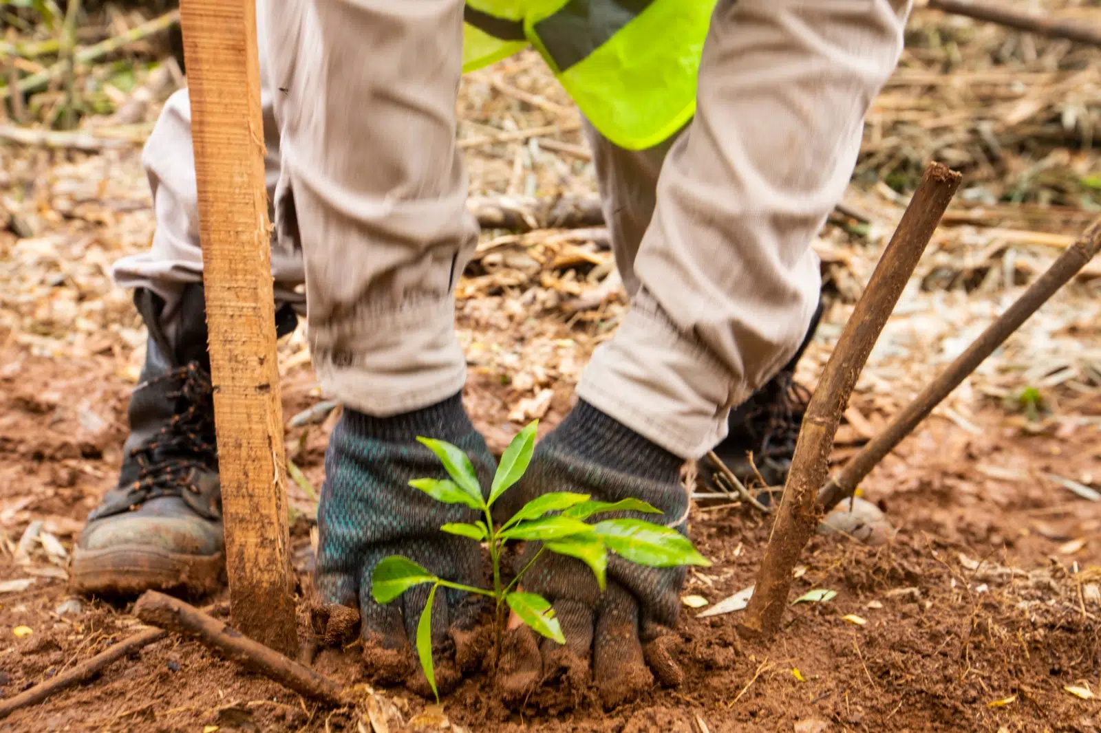 restauração ecológica