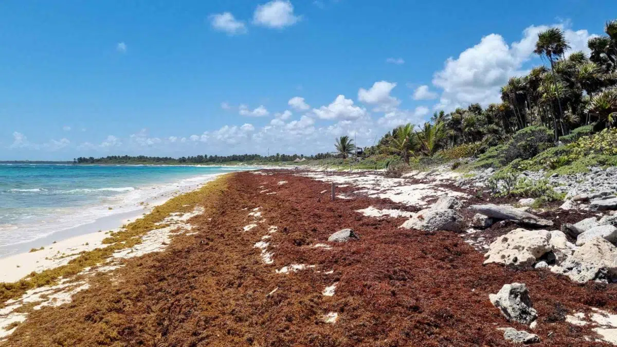 From Sargassum to Biodiesel: The Caribbean Explores Sustainable Solutions to Turn a Crisis into an Opportunity