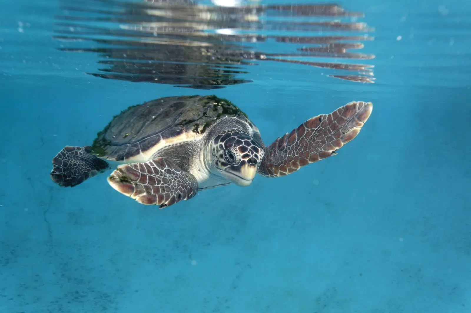 A study on sea turtles reveals biological mechanisms that balance sexes in the face of global warming