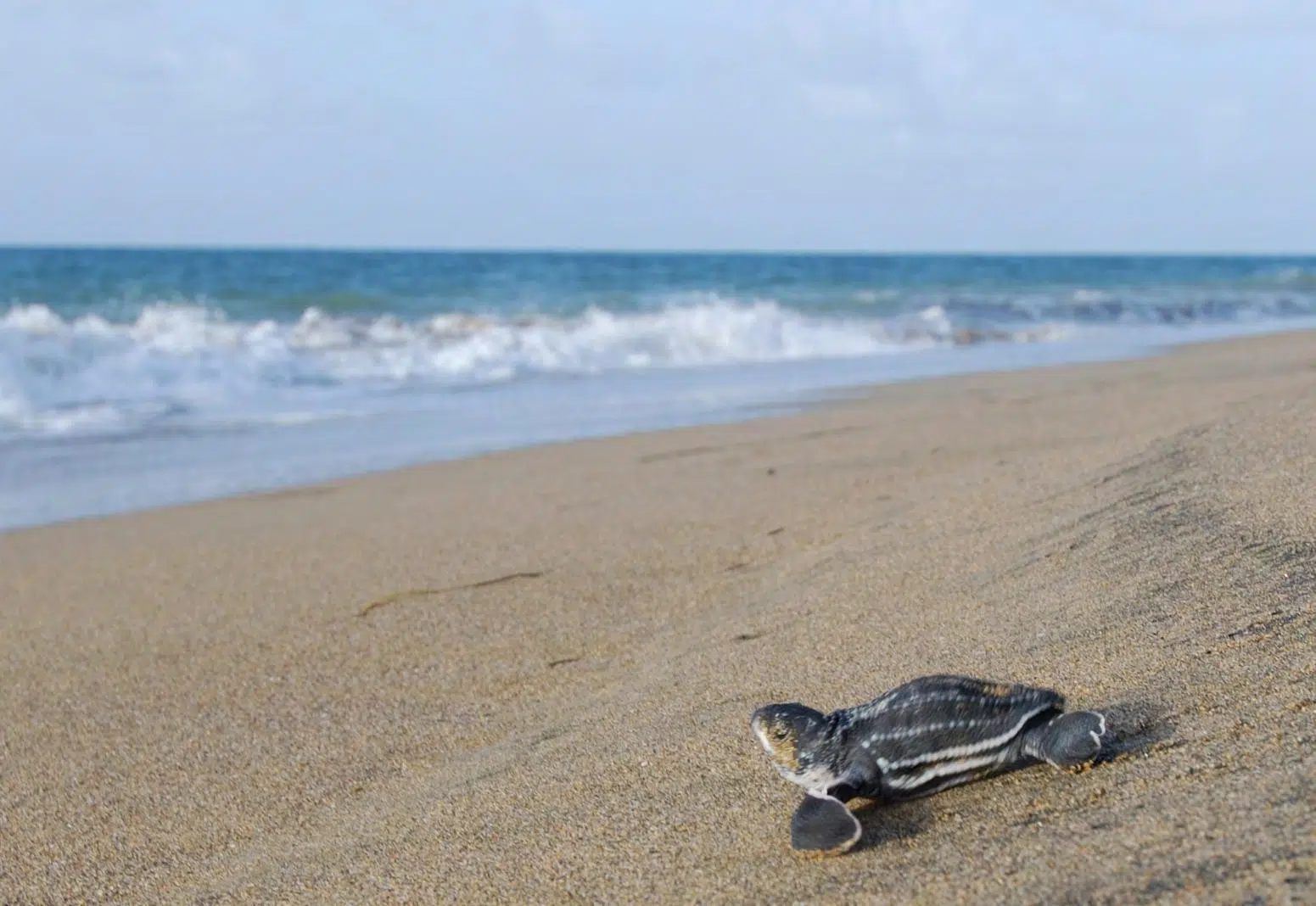 Sea Turtle Rescue in Cayo Largo: A Refuge Combines Conservation, Ecotourism, and Environmental Education in Cuba