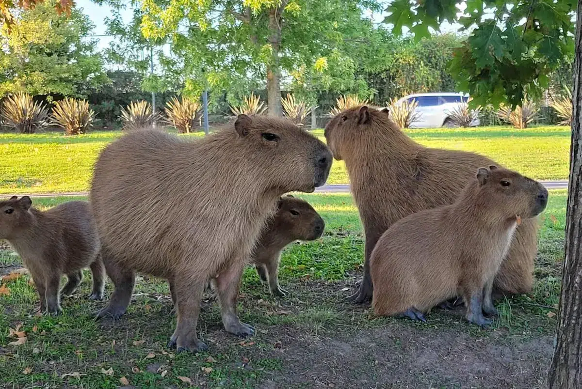 Justice halts capybara relocation in Nordelta and reopens debate on urbanization and wildlife