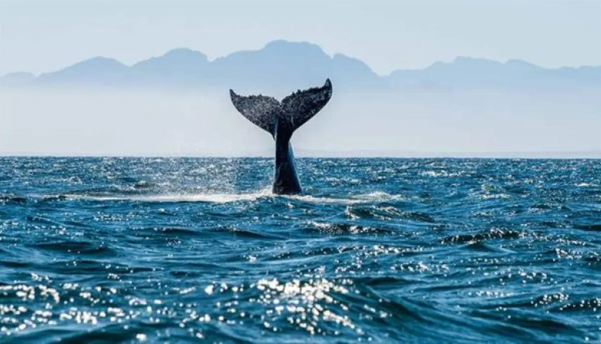 After the High Seas Treaty, Chile and Costa Rica prepare to propose their first protected areas