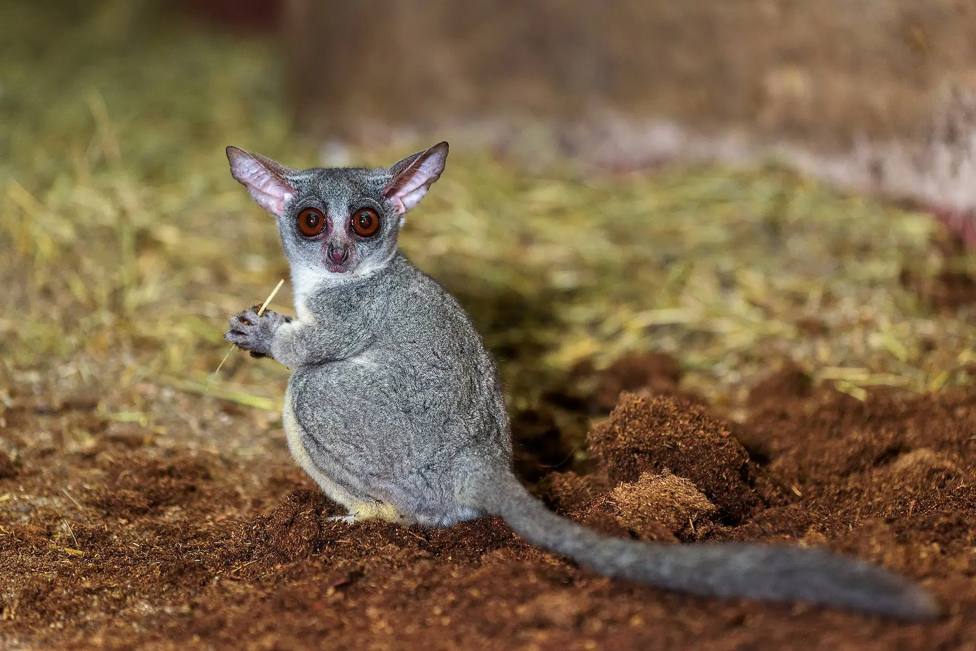 South Africa’s friendliest animals are under threat: the proposal to save galagos from extinction