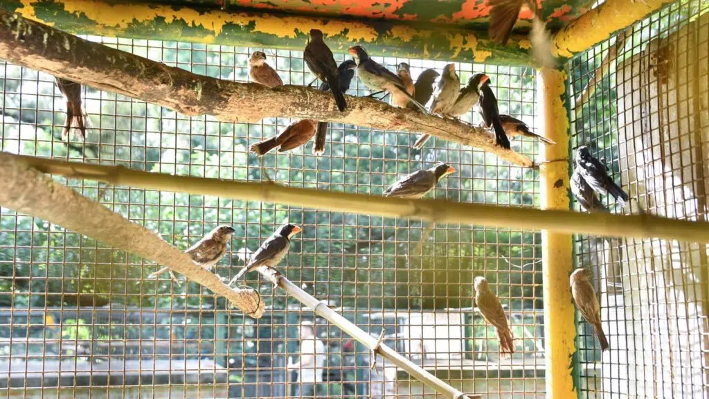 Tráfico ilegal de fauna silvestre en Argentina (Ministerio de Ambientes y Cambio Climático de Santa Fe)