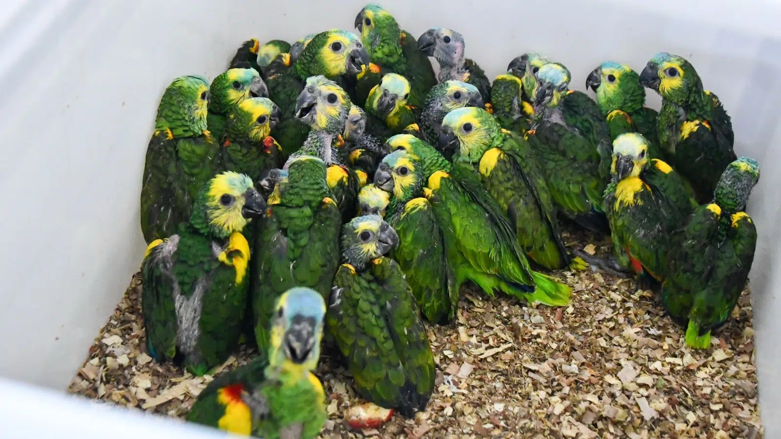 Record operation in Santa Fe against wildlife trafficking: nearly 550 animals rescued from an illegal truck