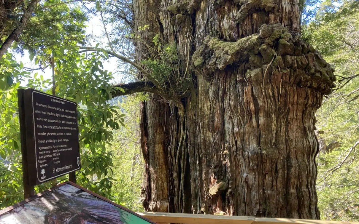 The Grandfather Larch in Patagonia: at 2,630 years old, the second oldest tree in the world is in Argentina
