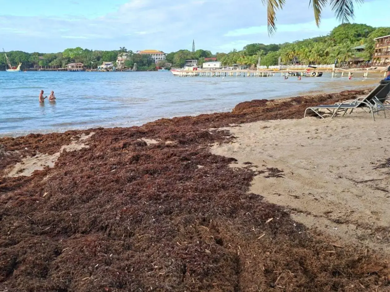 Mexican Caribbean Faces Record Sargassum Accumulation in 2026: Growing Environmental and Tourism Crisis
