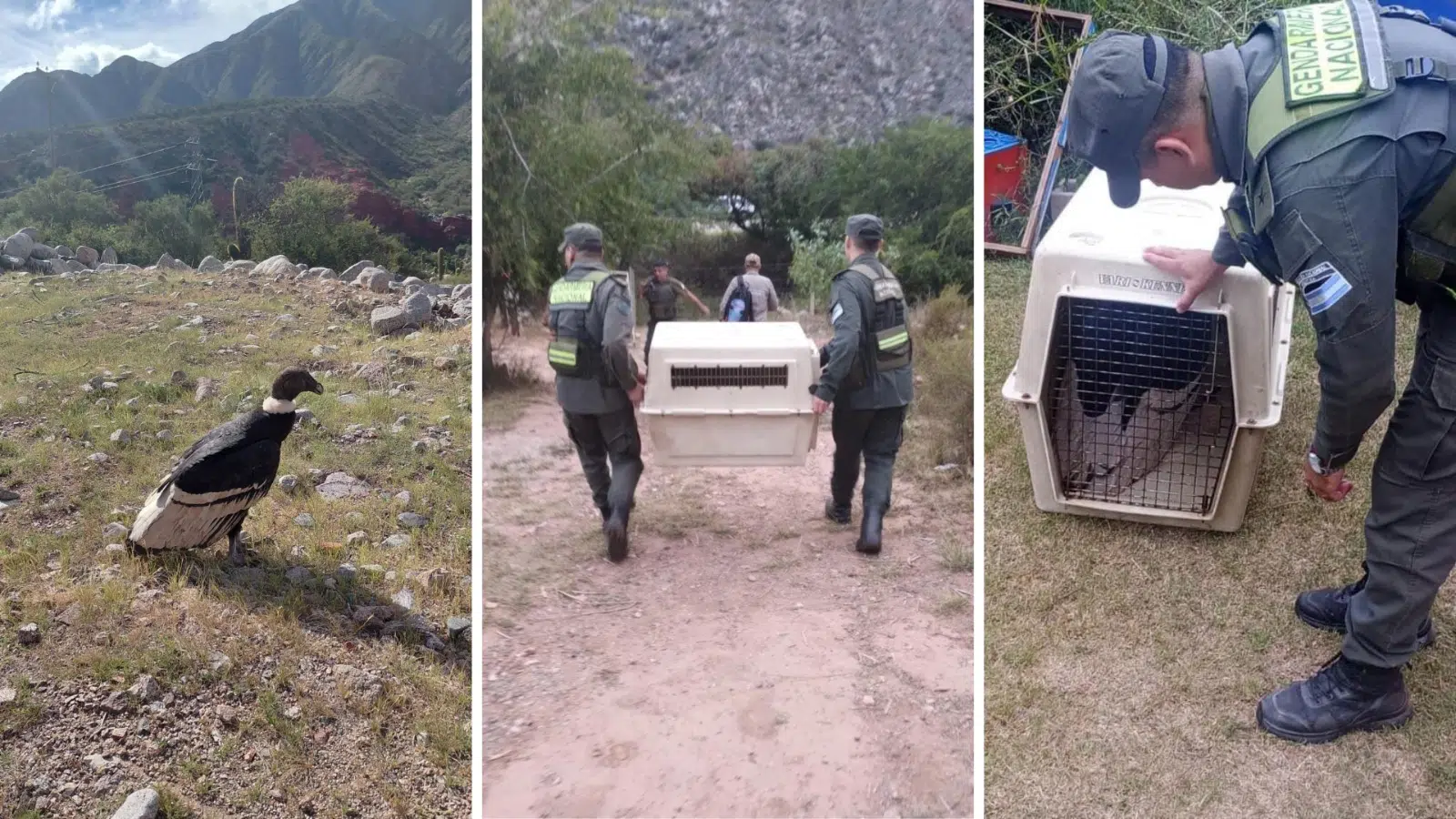 Andean condor rescued in La Rioja after poisoning: concern for a cultural and key symbol still at risk