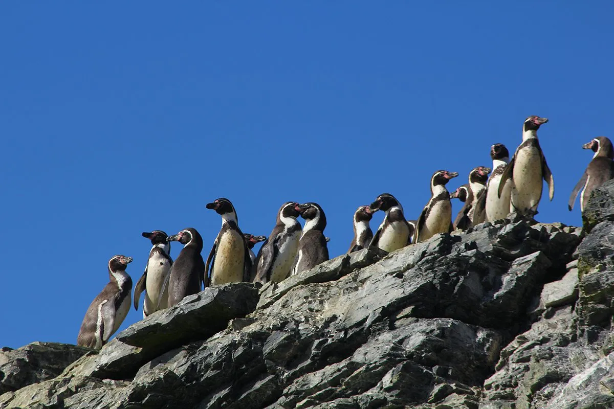 Chile confirms rejection of Dominga mining project: environmental victory in defense of the Humboldt penguin