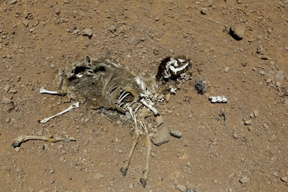 Extreme drought in Somalia: 4.61 million people face critical water and food shortages