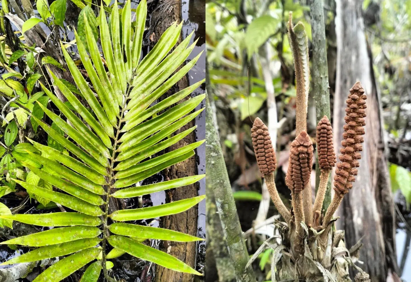 Zamia urarinorum: the prehistoric plant discovered in the Peruvian Amazon that regulates water and stores carbon