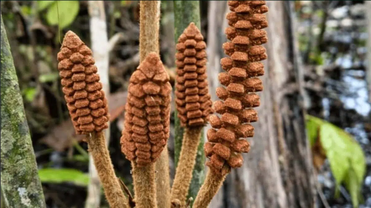 Zamia urarinorum