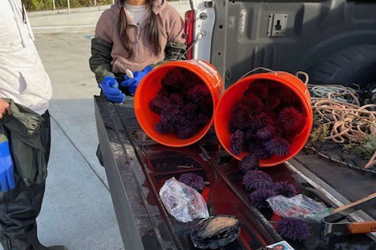 abalone na Califórnia