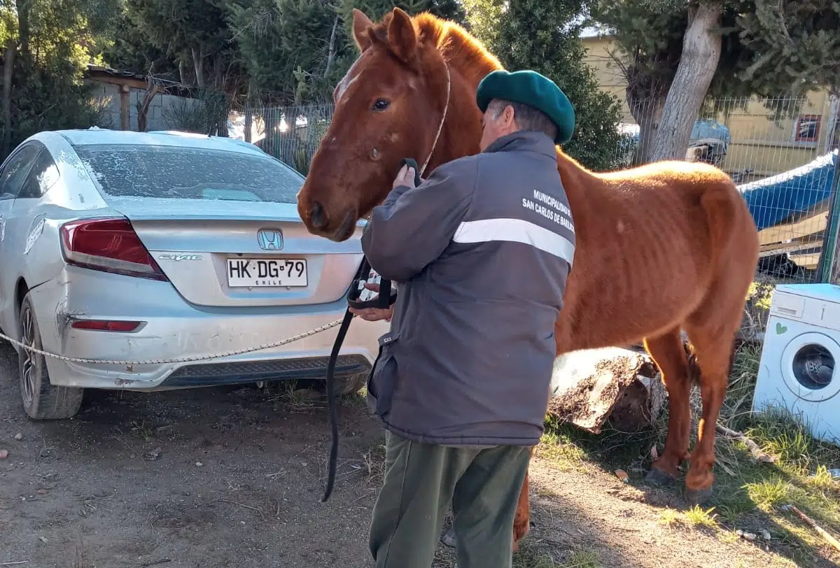 A municipal program mandates the adoption of loose horses and seeks to reduce urban and environmental risks in Río Negro