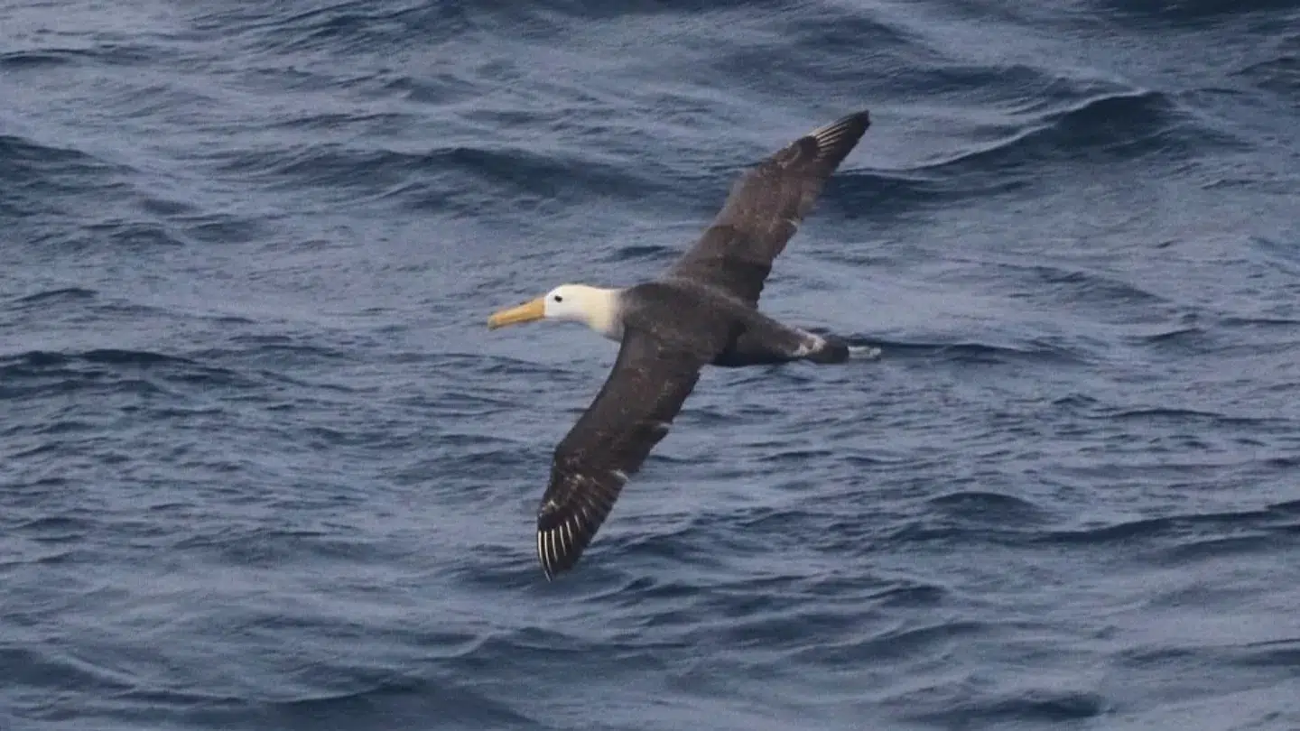 A Galapagos albatross appears in California: a unique sighting that reveals changes in the oceans