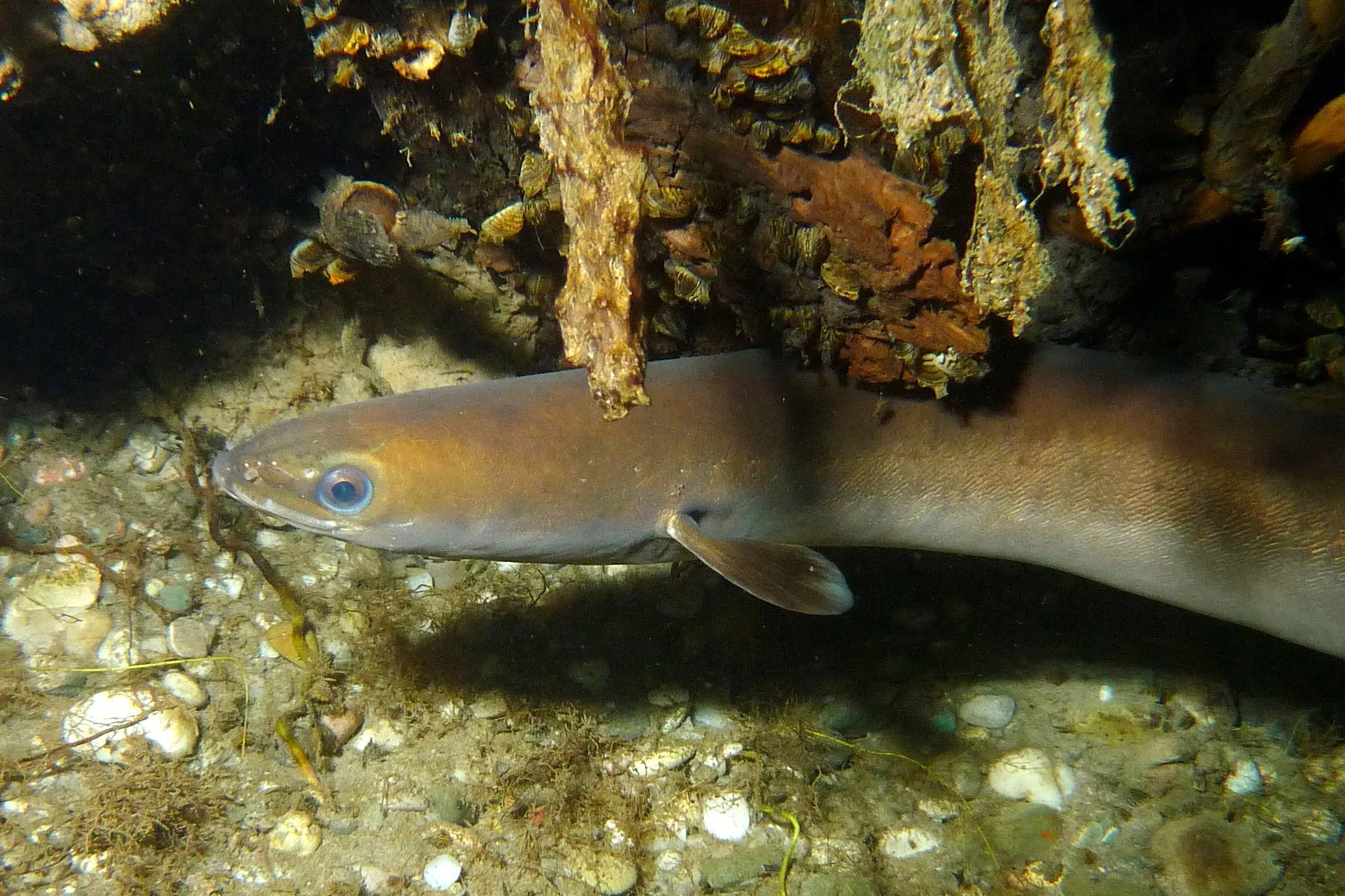 The European eel is on the brink of extinction: between scientific evidence and political deadlock in Spain