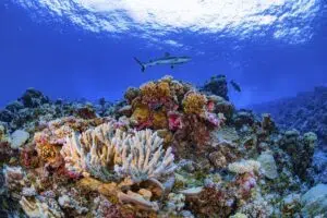 Los arrecifes de coral esconden una farmacia natural amenazada por el calentamiento. Foto: Los Angeles Times.