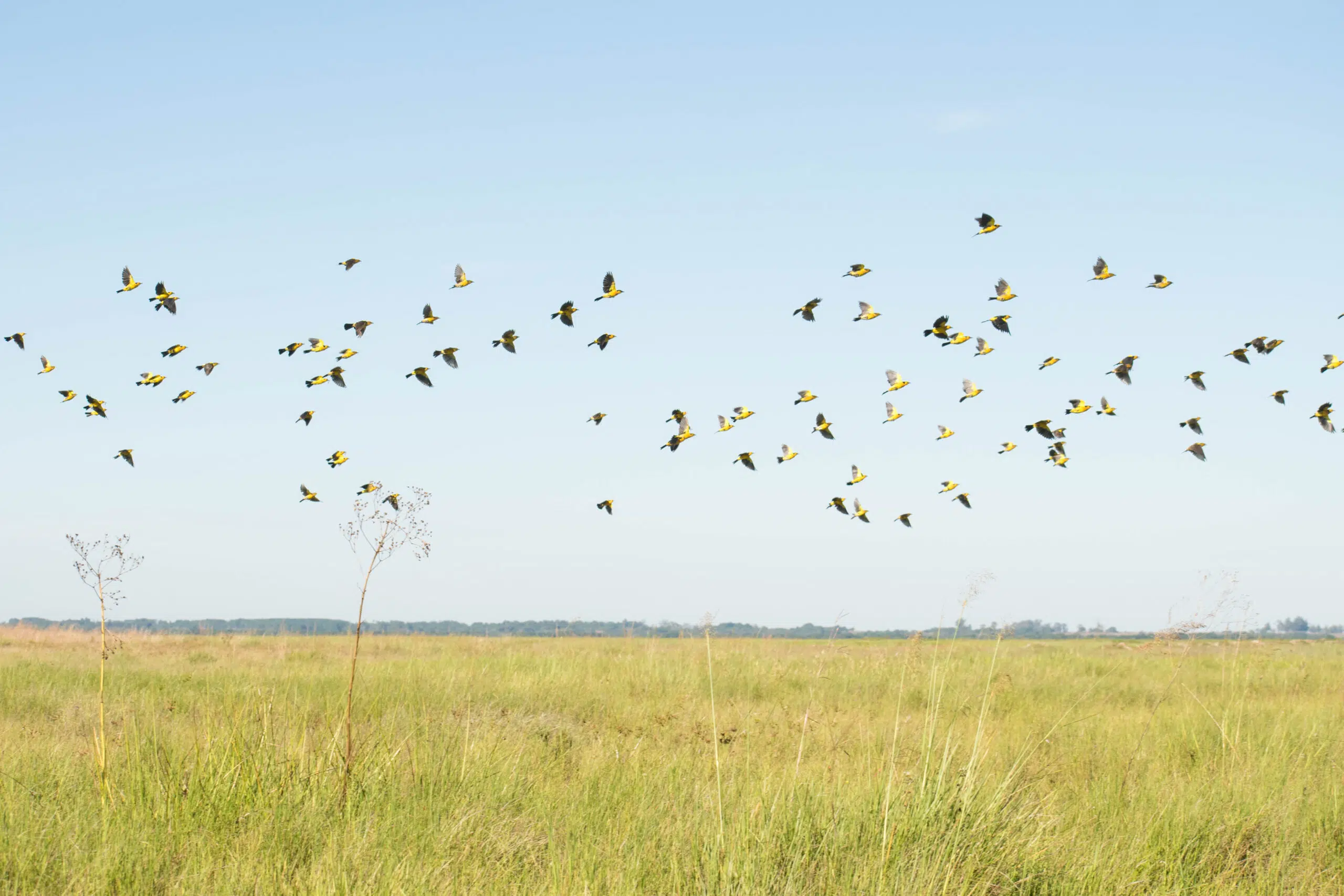 Aves Argentinas creates a new reserve in Corrientes to protect grasslands and critically endangered species