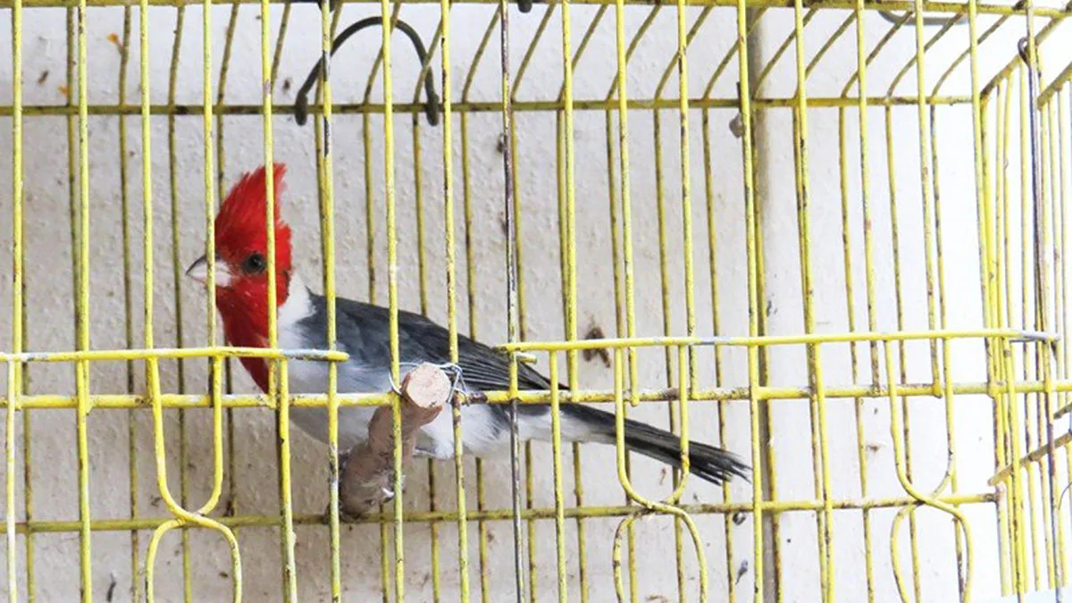 wildvögel