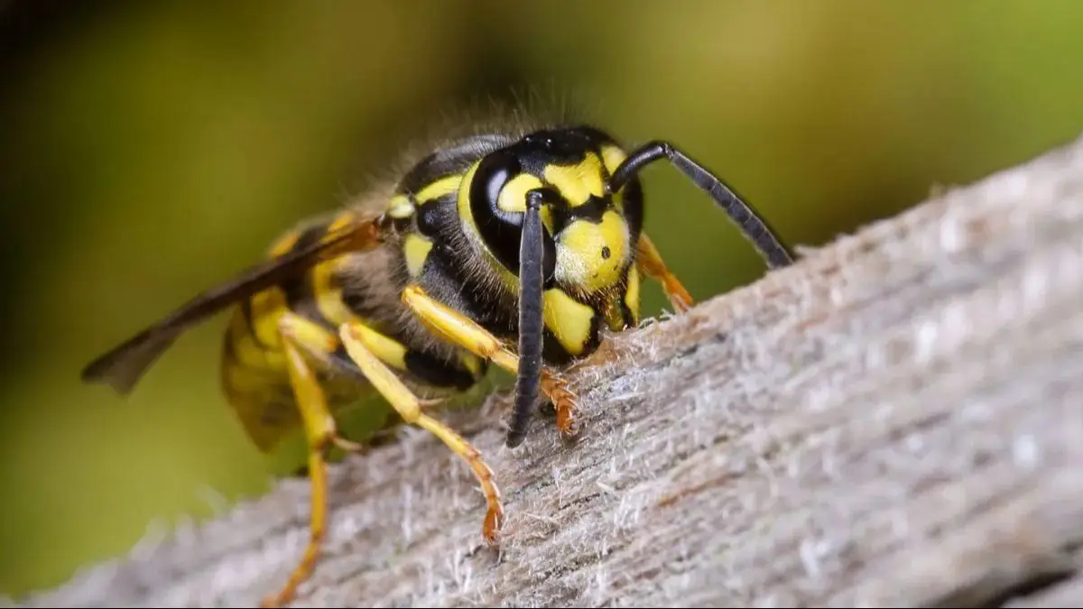 Patagonia on alert: “carnivorous” wasps proliferate and stings increase in tourist areas
