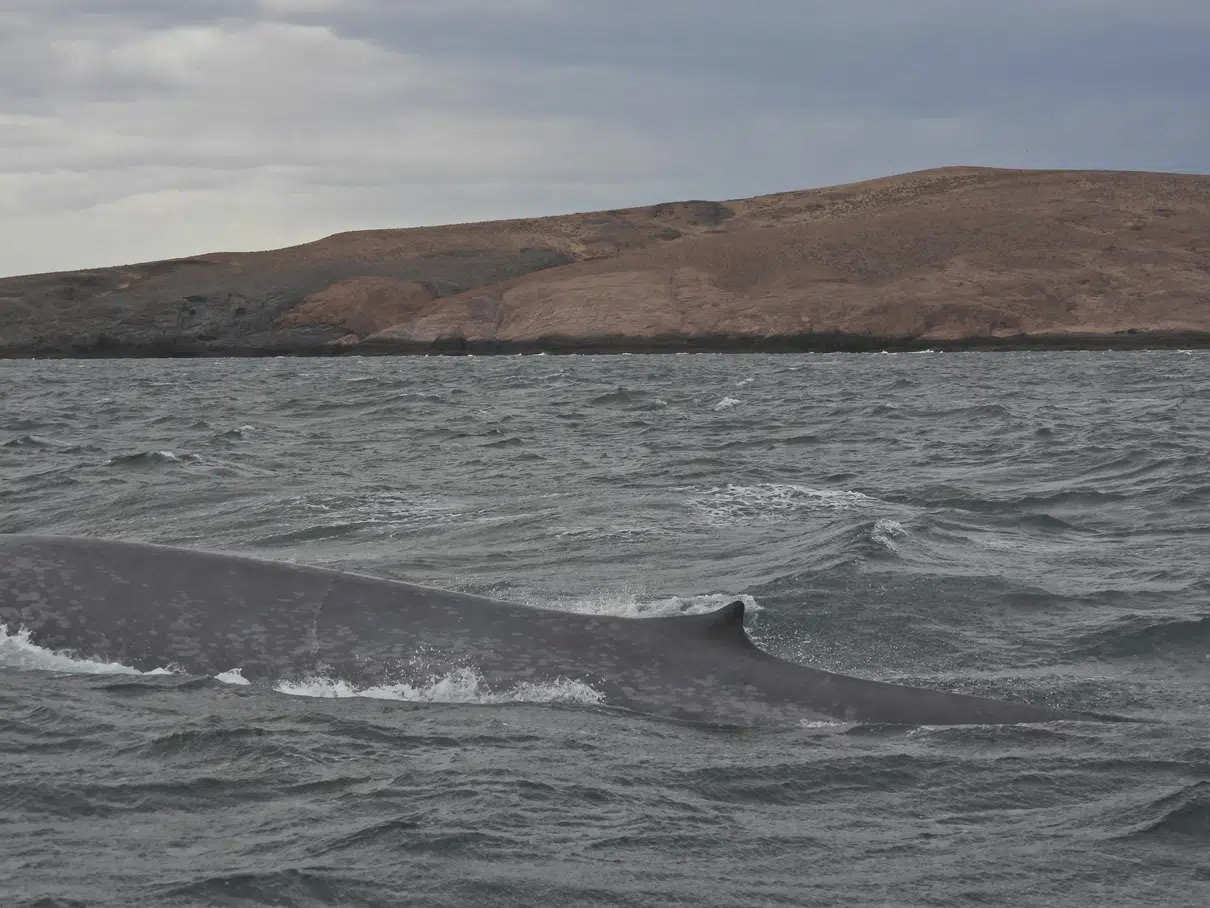 ballena azul
