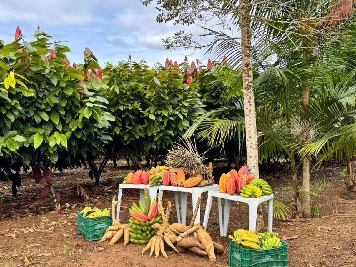 Brazil promotes agroecological neighborhoods: an urban model that regenerates land, produces food, and combats climate change