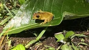 More than 180 species reveal the extraordinary biodiversity of the Napo River basin in Ecuador. Photo: Teleamazonas.