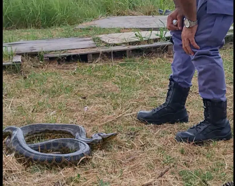Unexpected rescue in Chaco: a more than two-meter-long boa constrictor captured at Resistencia airport