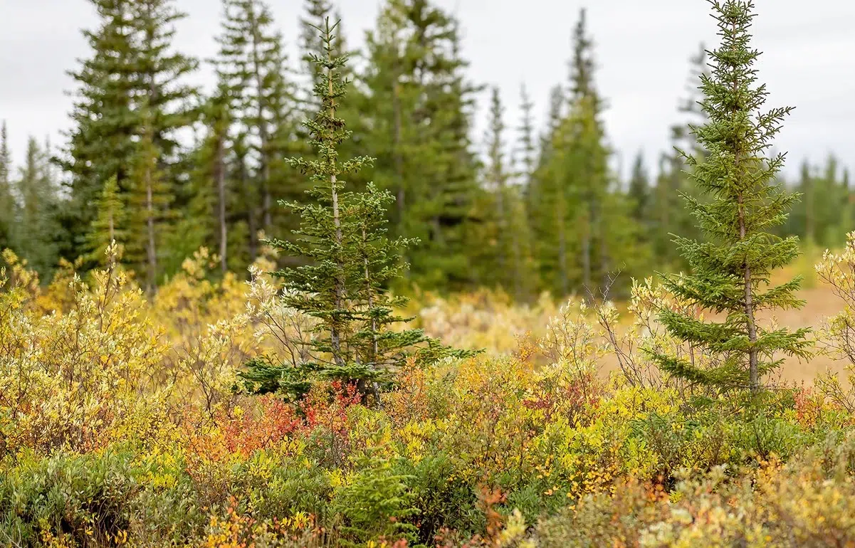A study claims that reforesting the boreal edge in Canada could help capture 19.4 gigatons of CO2 by 2100