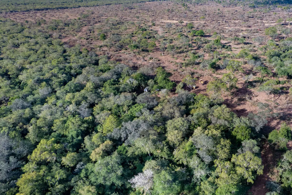 Record deforestation in northern Argentina: Greenpeace denounces the loss of more than 210,000 hectares of forests in 2025