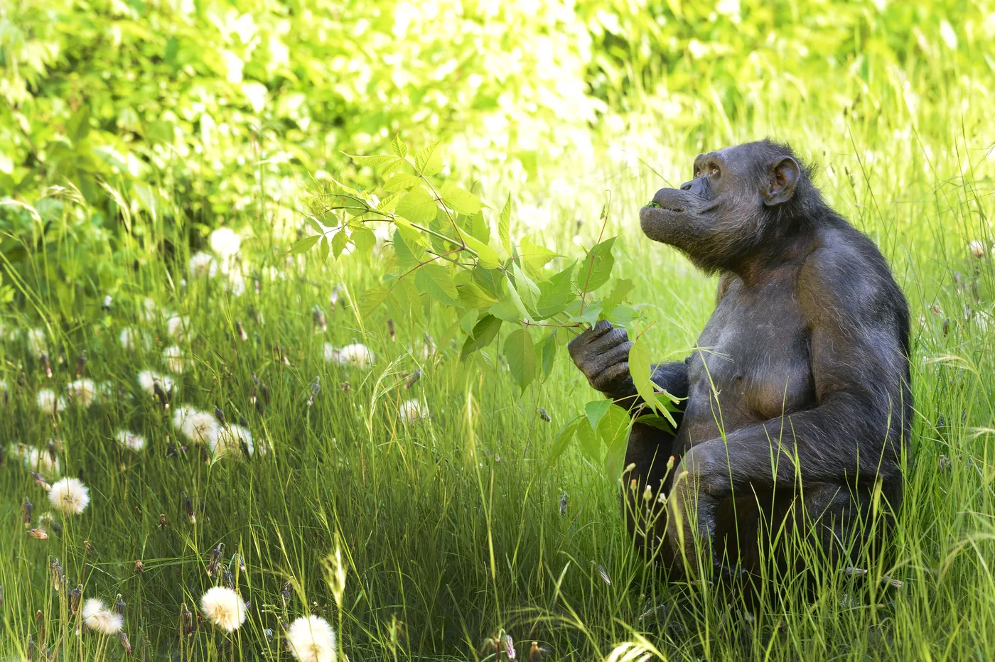 chimpanzee Tomy