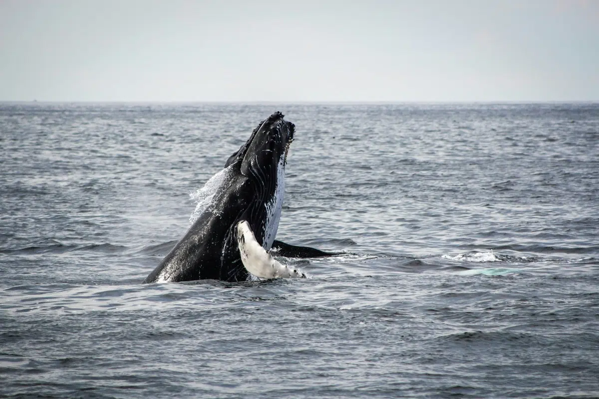 A report reveals that Chile holds a critical record of lethal whale collisions with vessels
