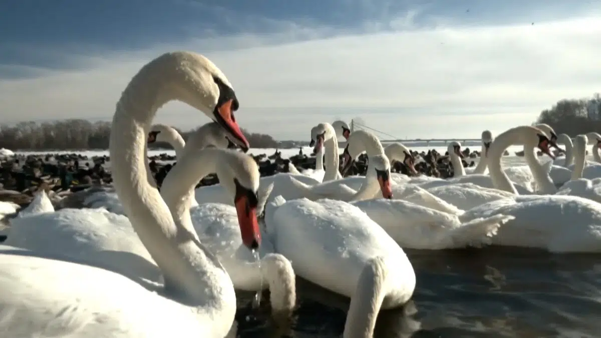 Dozens of swans trapped in the ice of the Dnipro River without food at the mercy of the cold wave hitting Ukraine