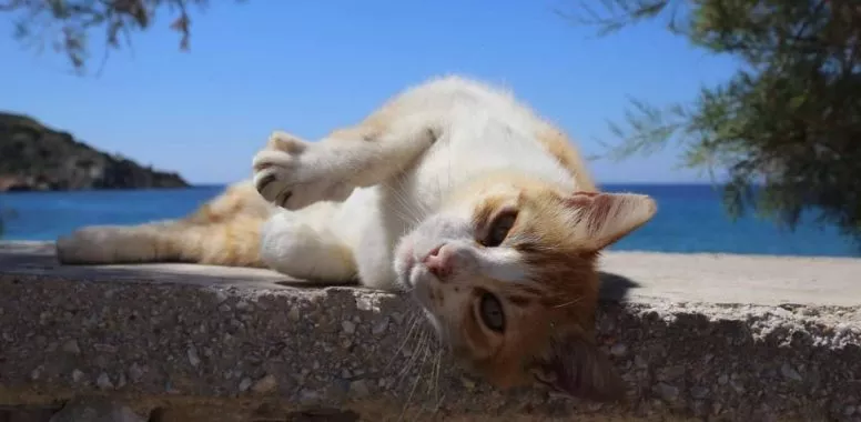 Syros Cats, the island that changed the coexistence with cats. Photo: Animal Action Greece.
