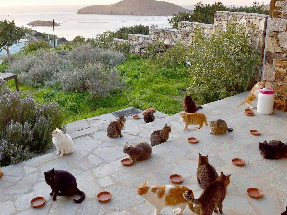 Syros Cats: environmental volunteering and animal welfare transform coexistence with cats on an Aegean Sea island