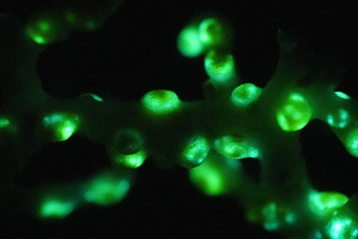 Corallizoanthus aureus: a bioluminescent coral discovered in an underwater cave in Japan at a depth of 400 meters