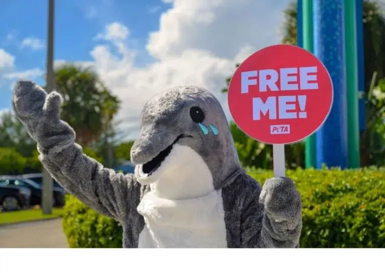 California podría prohibir la reproducción de delfines en cautiverio. Foto: PETA.