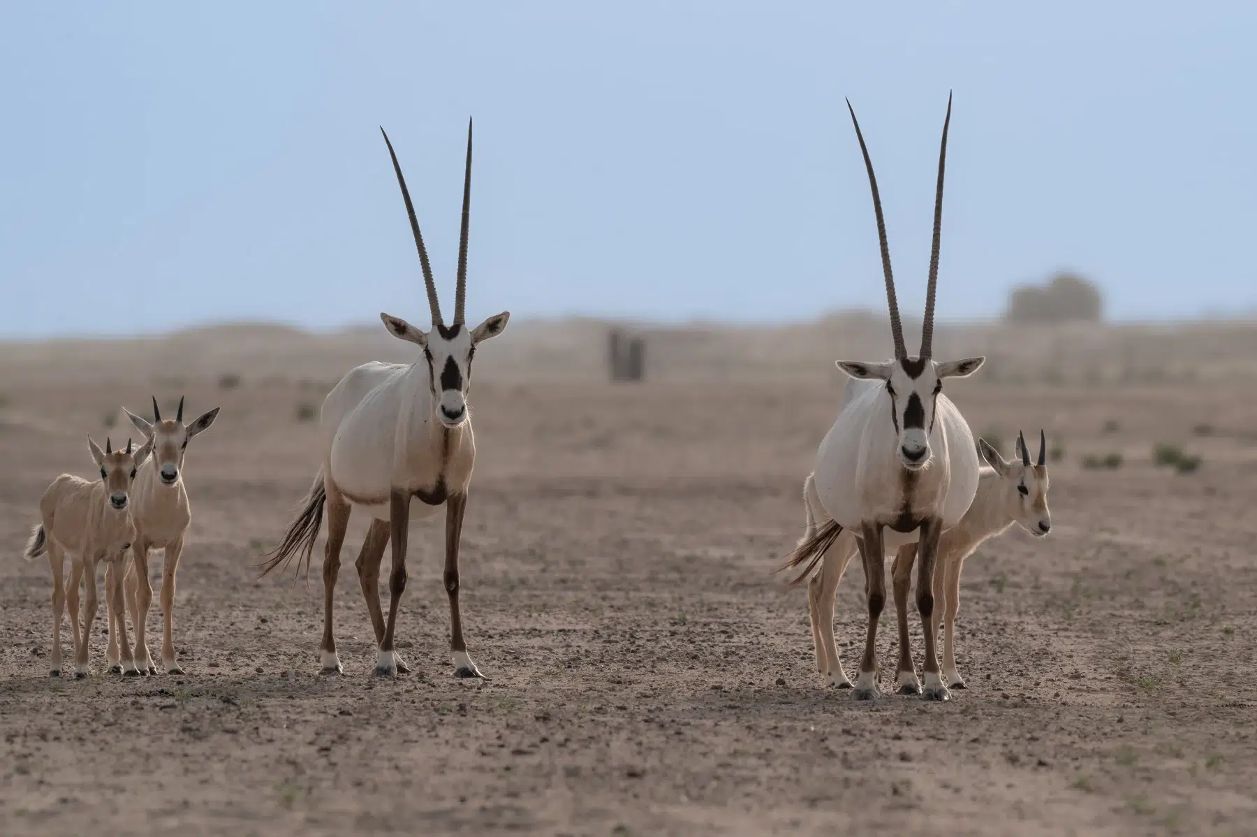 l'oryx