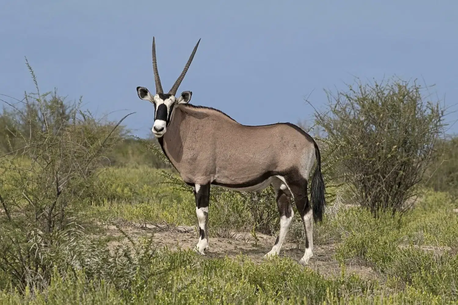 The Return of the Scimitar-Horned Oryx: How the Release of an Antelope Reversed Desertification in Chad