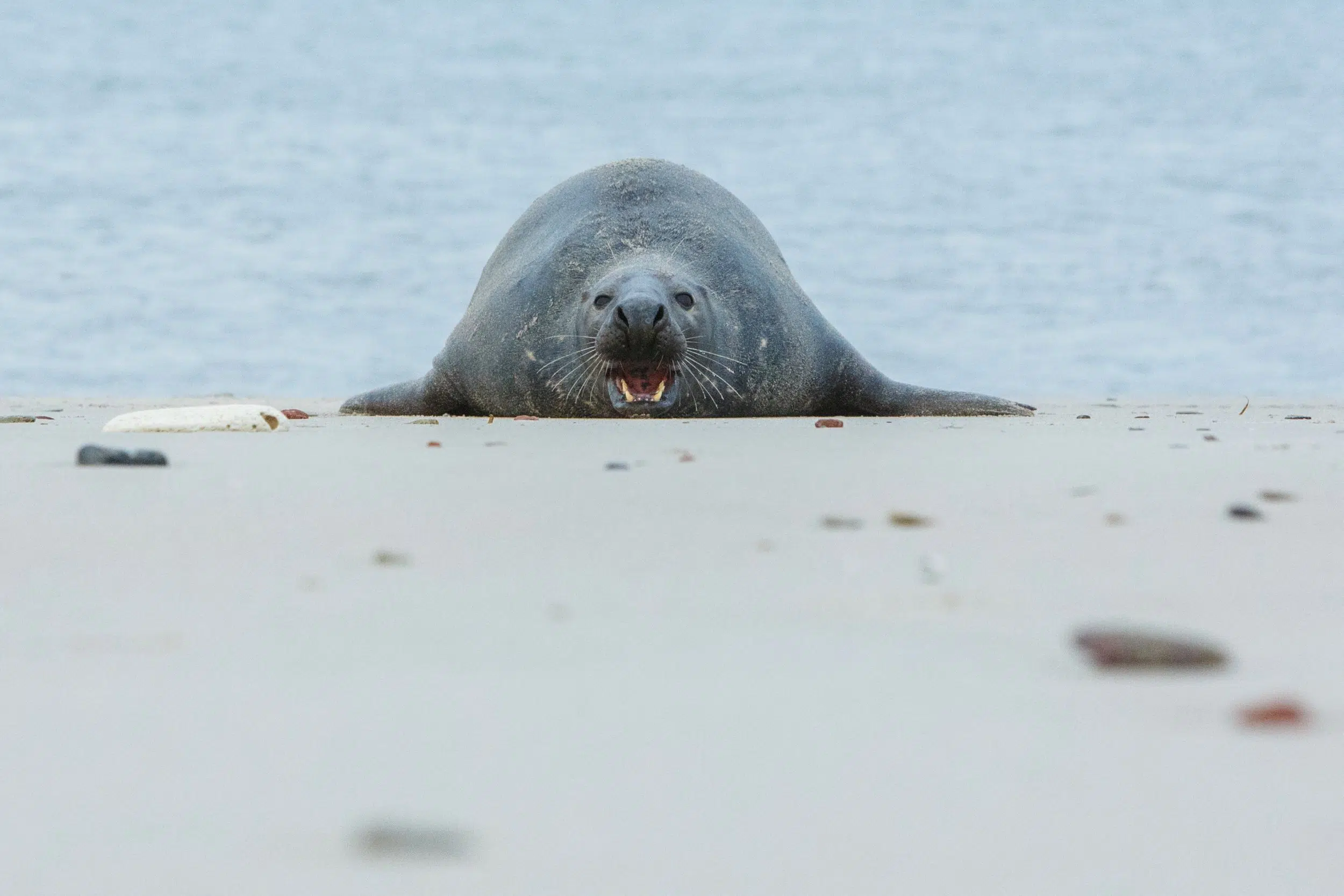 Surprise by elephant seals on the beaches of the Buenos Aires Coast: why they appear and what to do