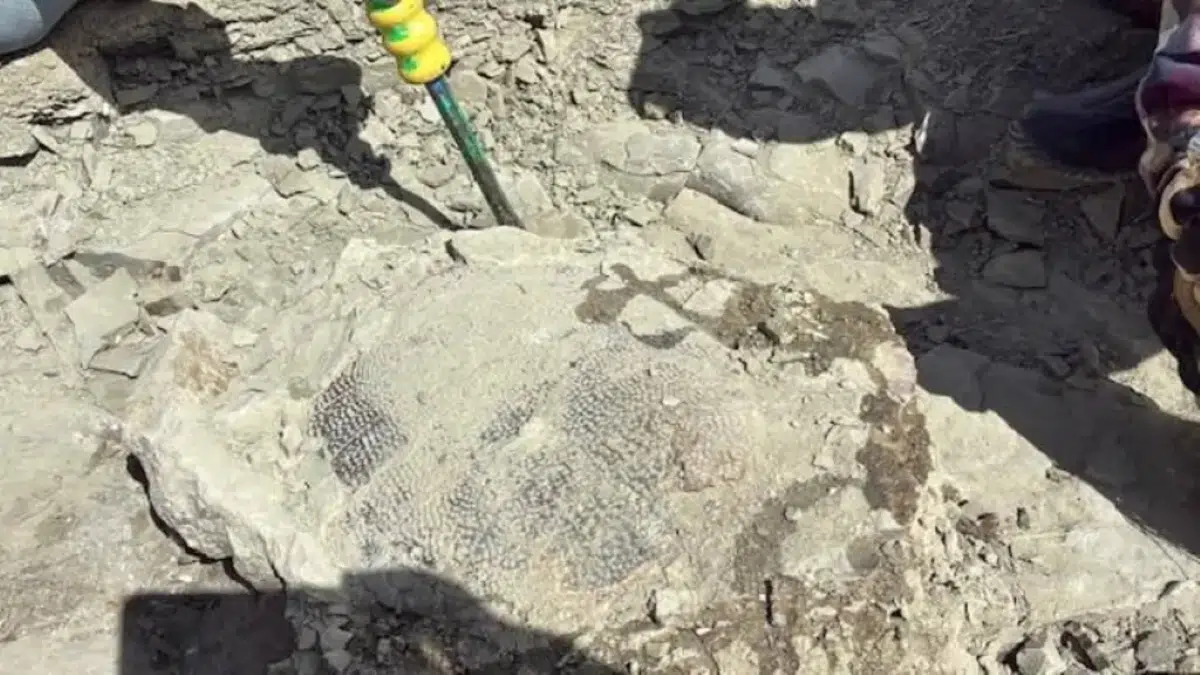 An 11-year-old boy discovered an Eocene turtle fossil in Wyoming, providing key insights into ancient ecosystems