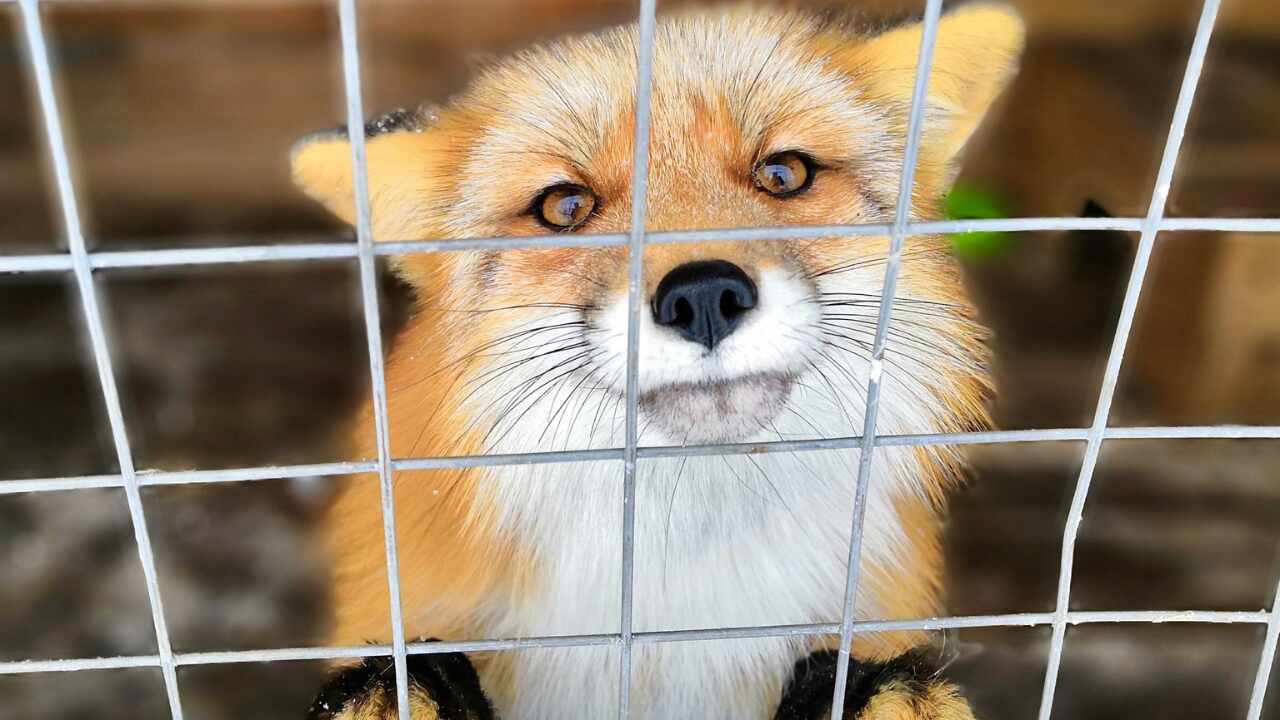Germany permanently bans fur farms: a milestone in animal welfare and sustainability